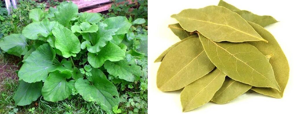 Burdock leaves and bay leaves cure joint pain