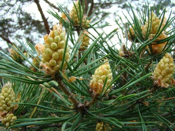 Pine buds in the fight against cervical spondylosis